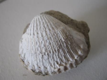 Acanthocardia ....?
